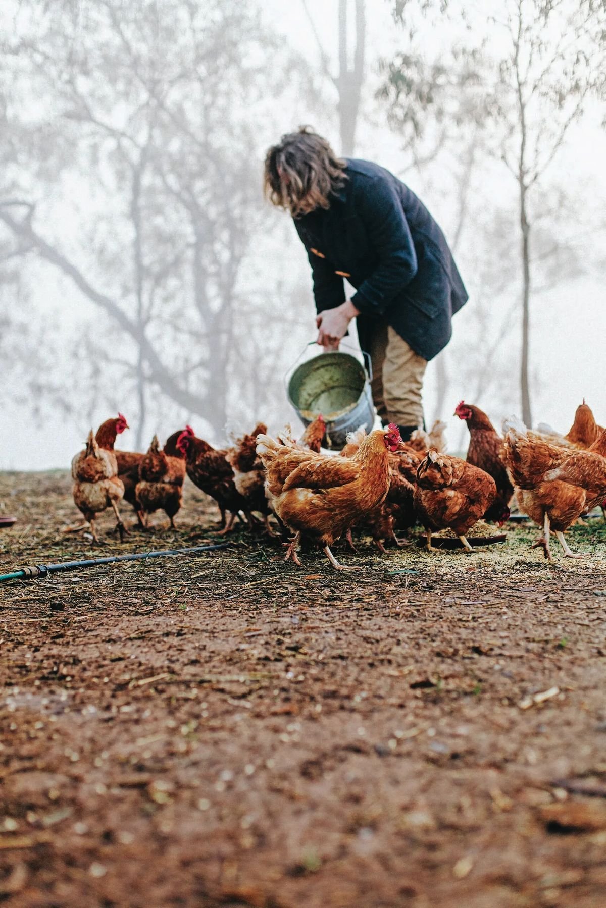 Poultry Farm Worker Job in Australia