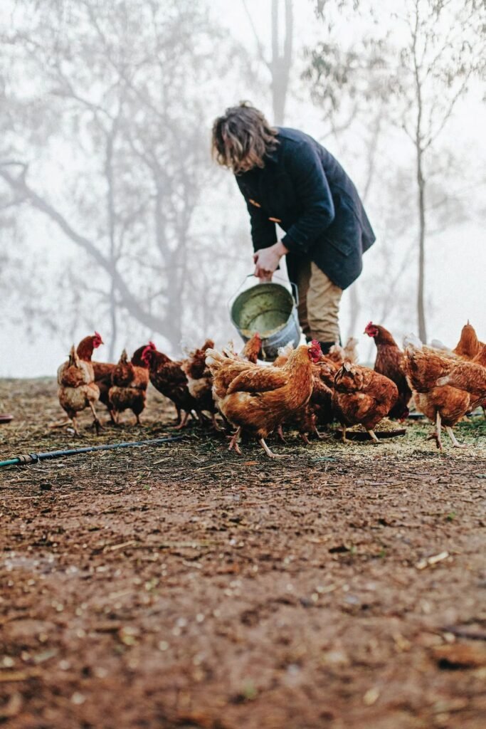 Poultry Farm Worker Job in Australia