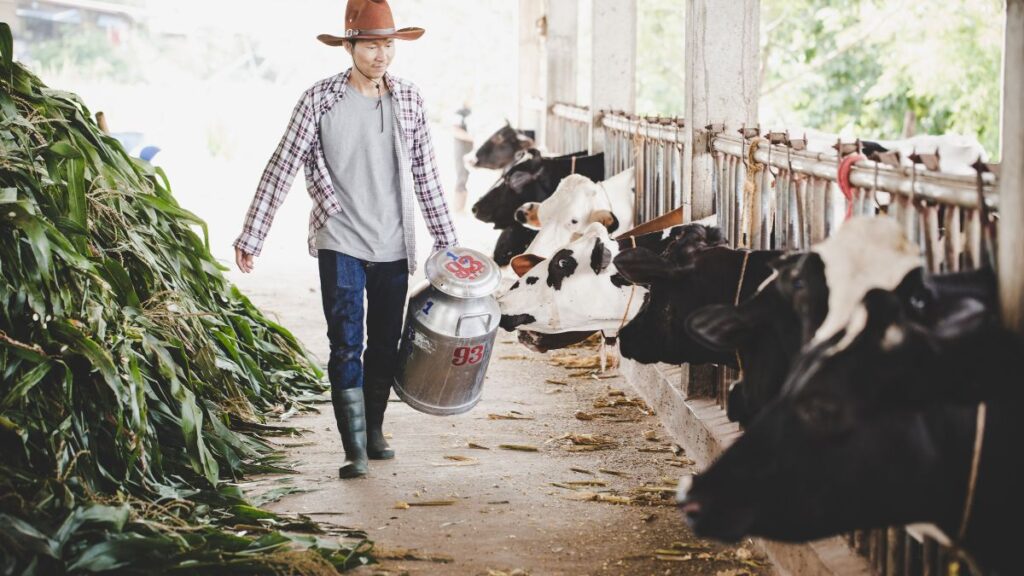 Dairy and Cattle Farm Jobs in Brazil