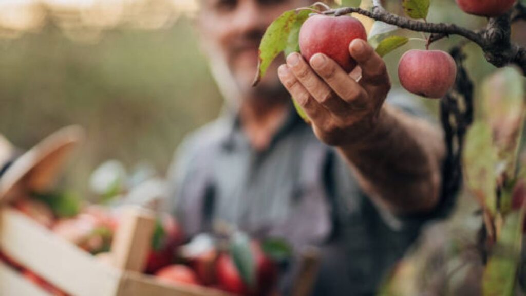 Fruit Picking Jobs in Canada