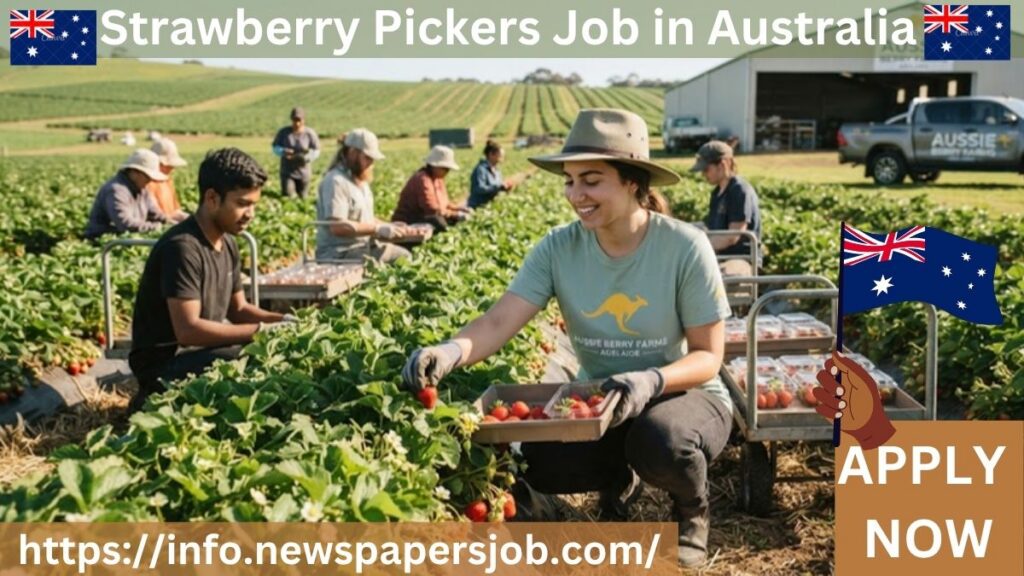 Strawberry Pickers Job in Australia