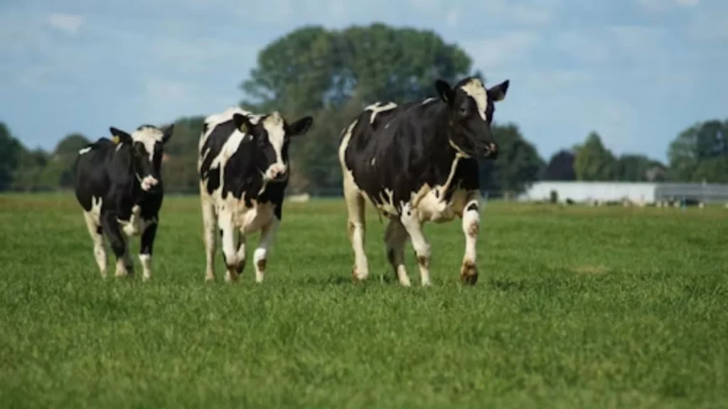 Dairy Farm Job in New Zealand